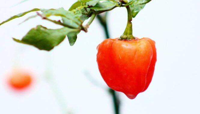 Papryczki habanero - jak rozpocząć uprawę tych roślin?