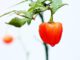 Papryczki habanero - jak rozpocząć uprawę tych roślin?