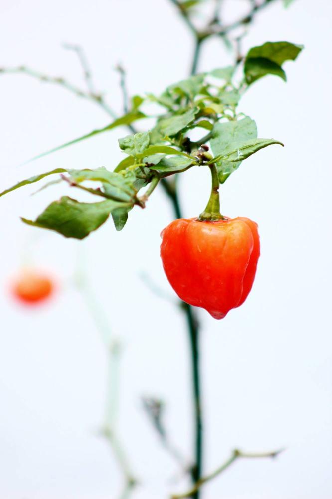 Papryczki habanero - jak rozpocząć uprawę tych roślin?