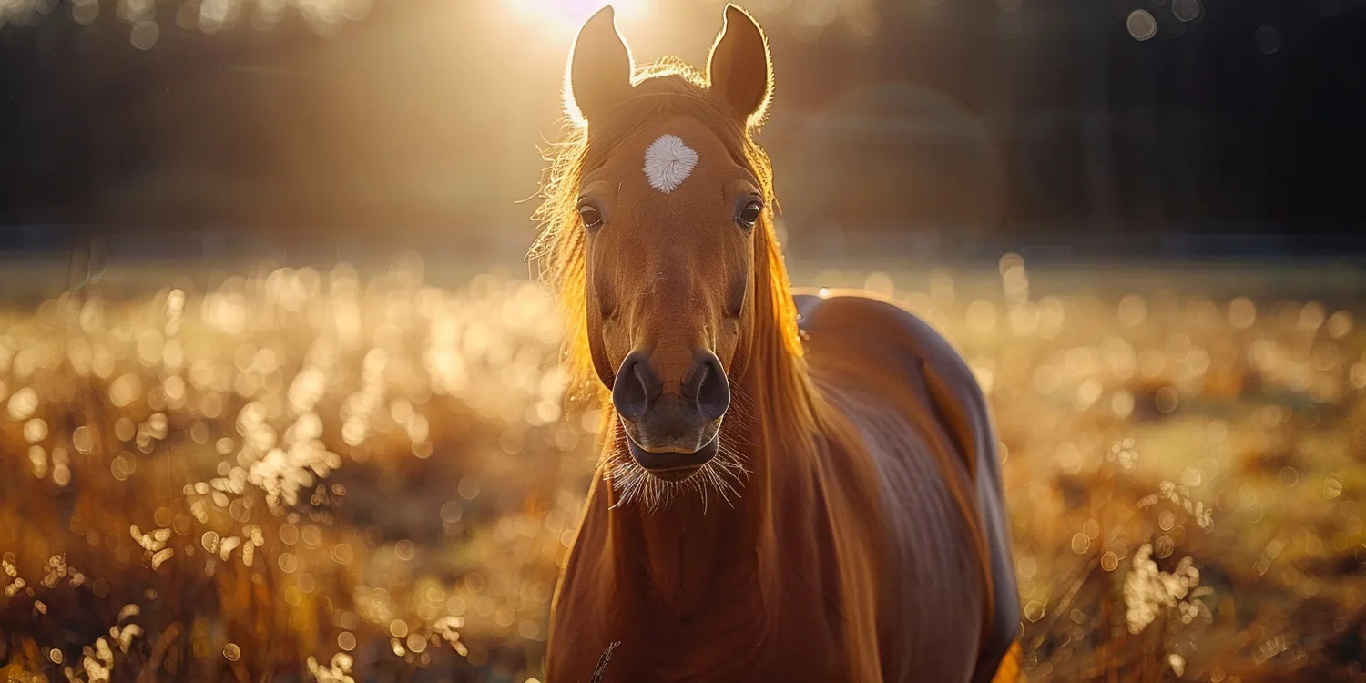 Jak pożegnać ukochanego zwierzaka?
