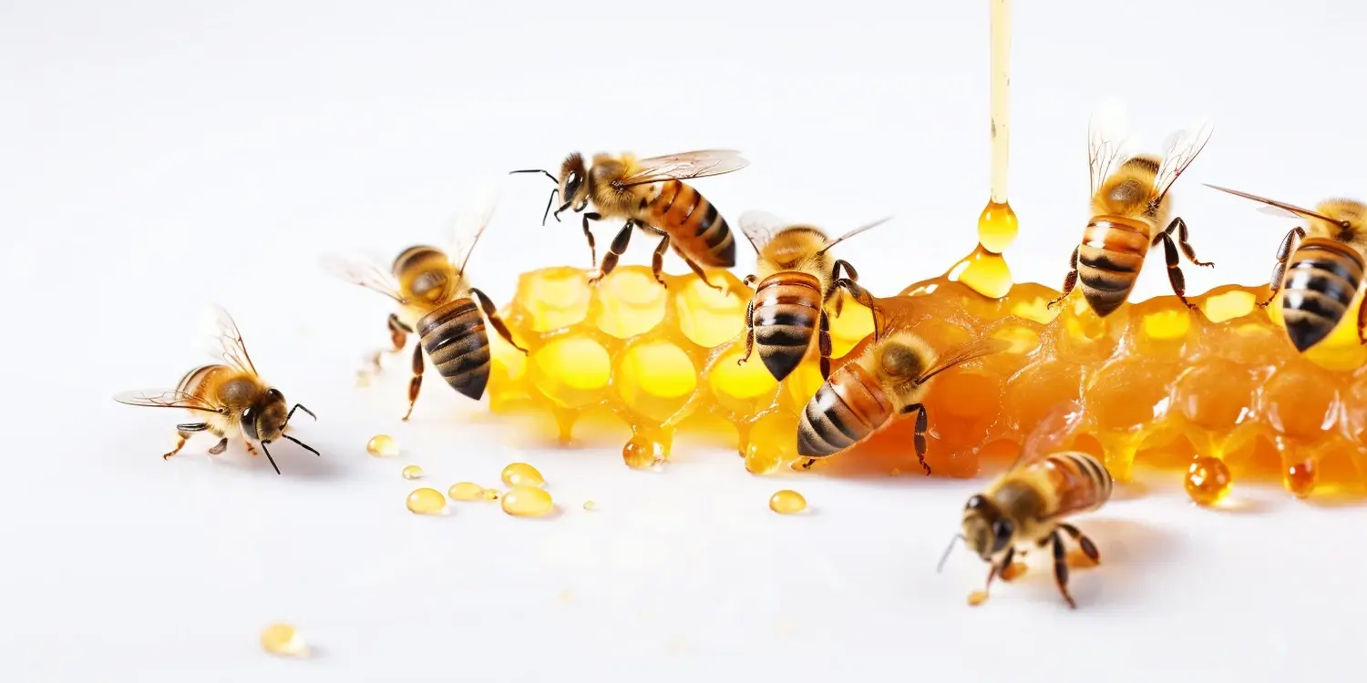 Miód nektarowo spadziowy jego właściwości zdrowotne